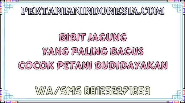 Bibit Jagung Yang Paling Bagus Cocok Petani Budidayakan